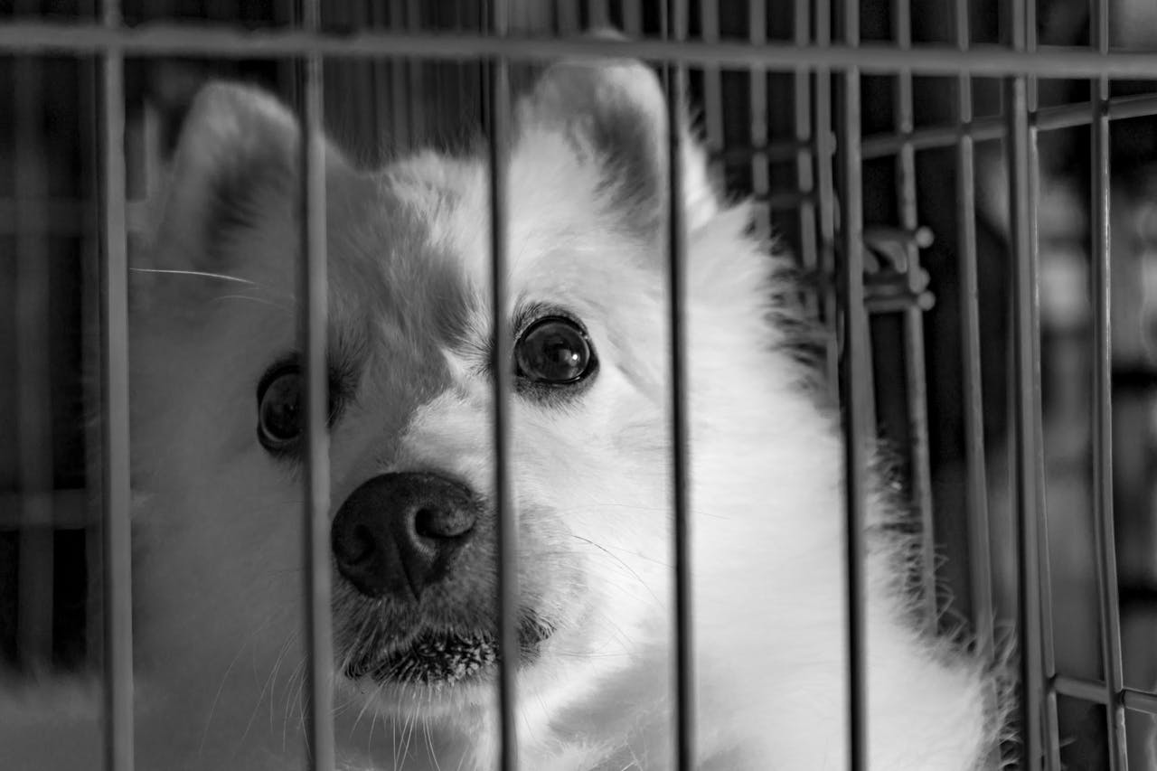 gallery-04 A poignant black and white photo of a dog behind bars, looking out with curious eyes.