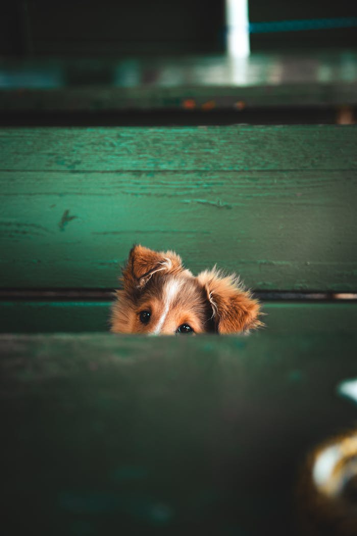 services-05 Cute Sheltie puppy peeking through a green fence in Lugano, Switzerland. Heartwarming pet imagery.
