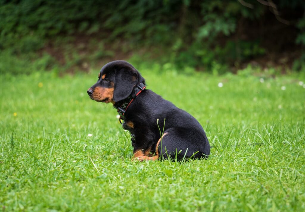 pexels photo 1307630 A cute puppy with a collar sits in a lush green field, enjoying the day.