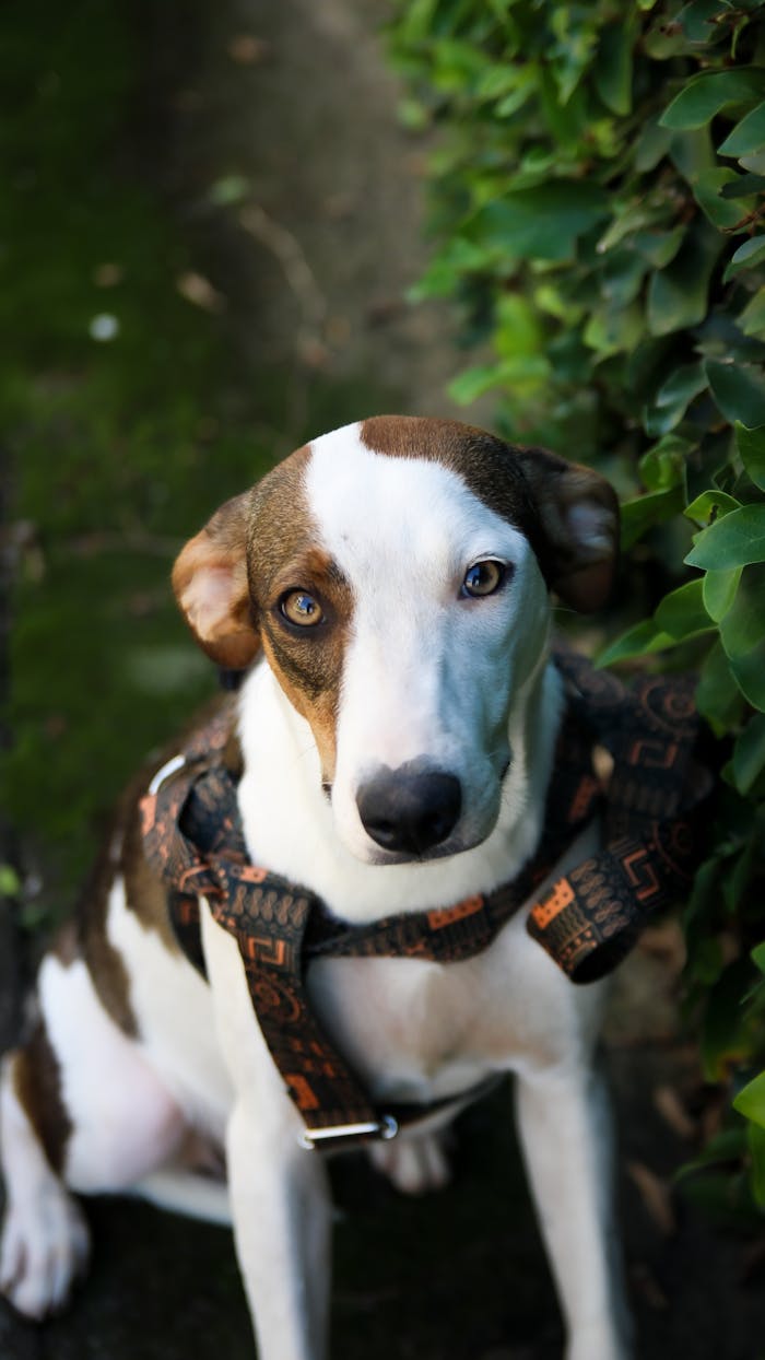 gallery-05 Charming mixed breed dog with unique eyes sitting in a lush garden, looking up.