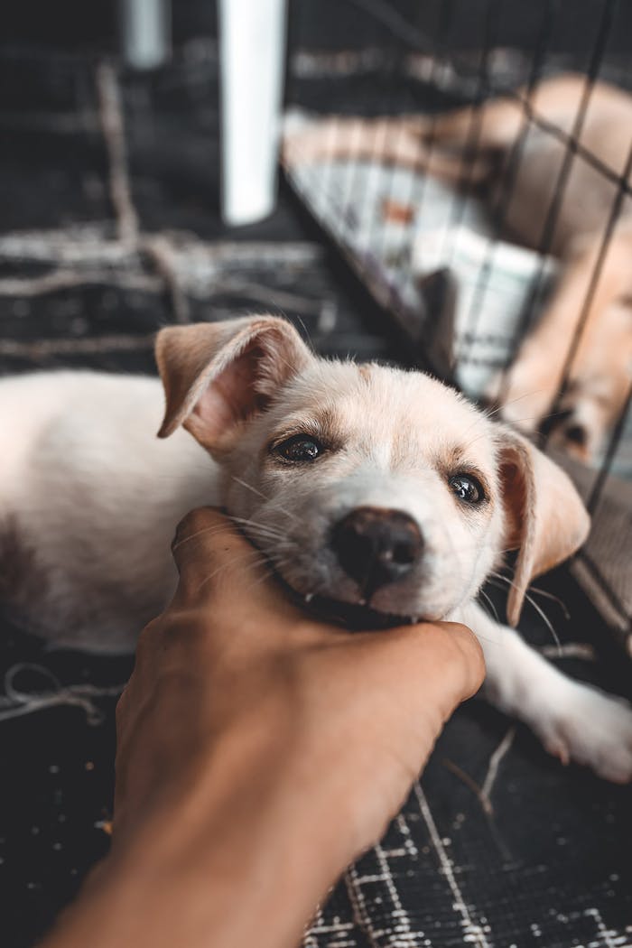 services-10 Cute puppy being gently held by a human hand inside a pet shelter.