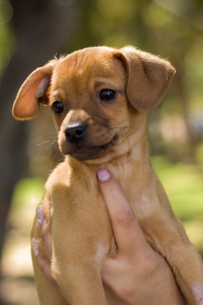 gallery-01 Cute brown puppy held by a woman in a sunny Mexican park, perfect for heartwarming pet portraits.