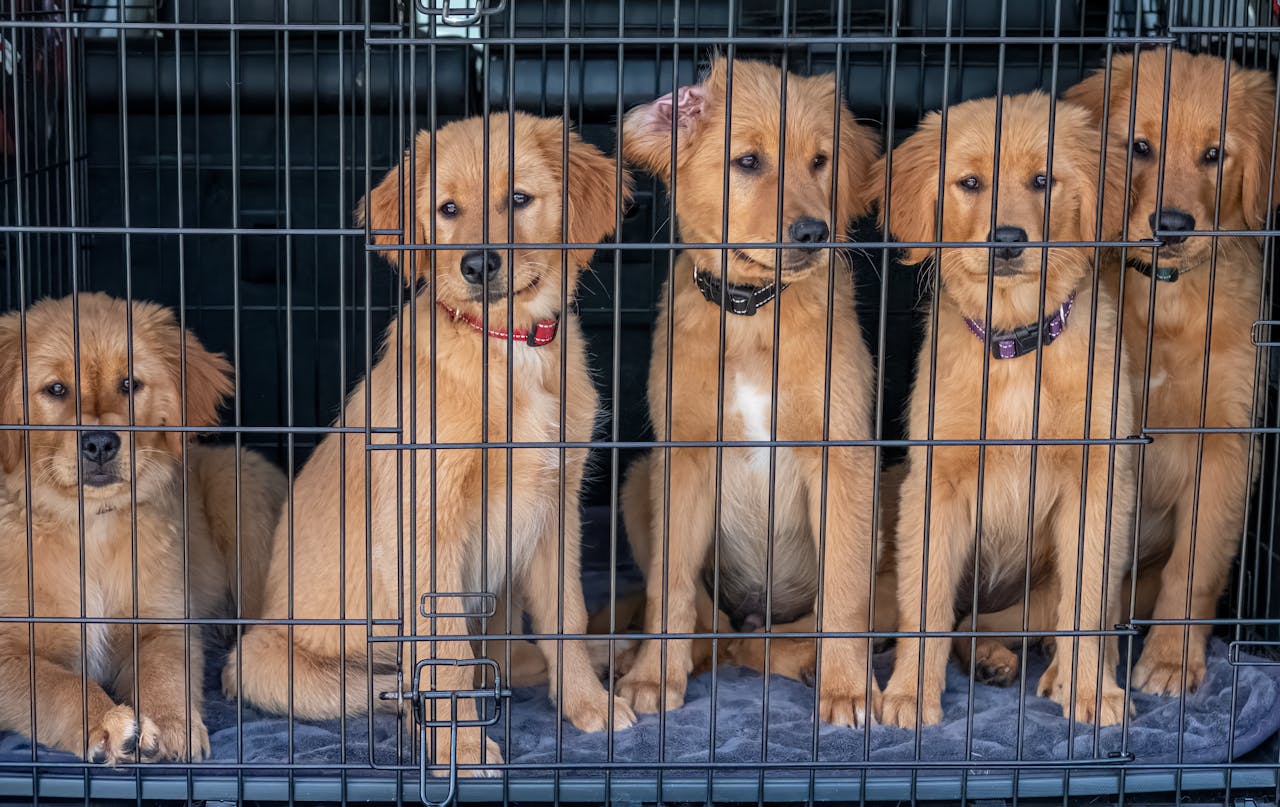 services-02 Five cute golden retriever puppies sitting inside a cage, looking playful and curious.