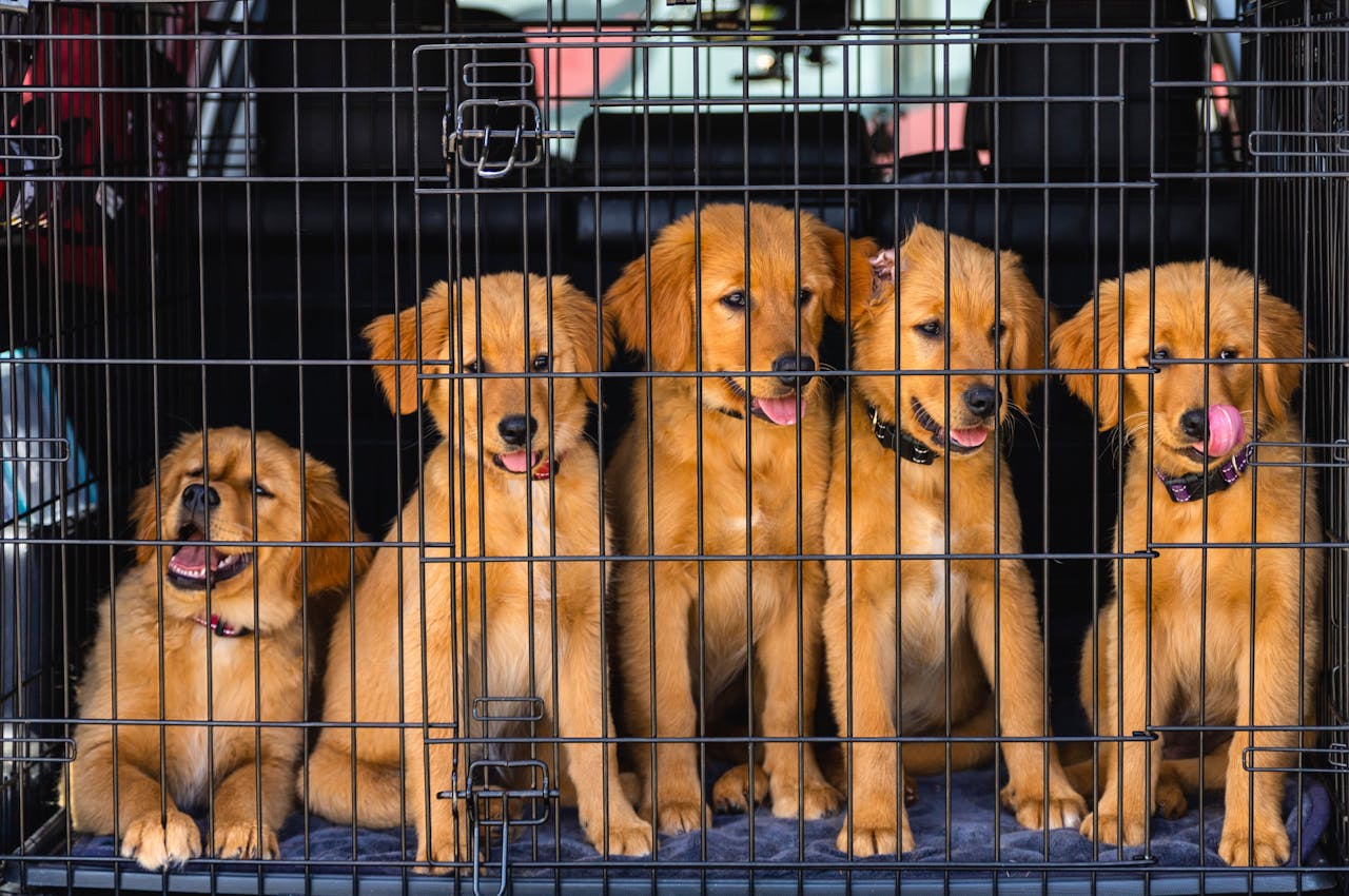 gallery-02 Five cute golden retriever puppies sit inside a metal cage, ready for adoption.