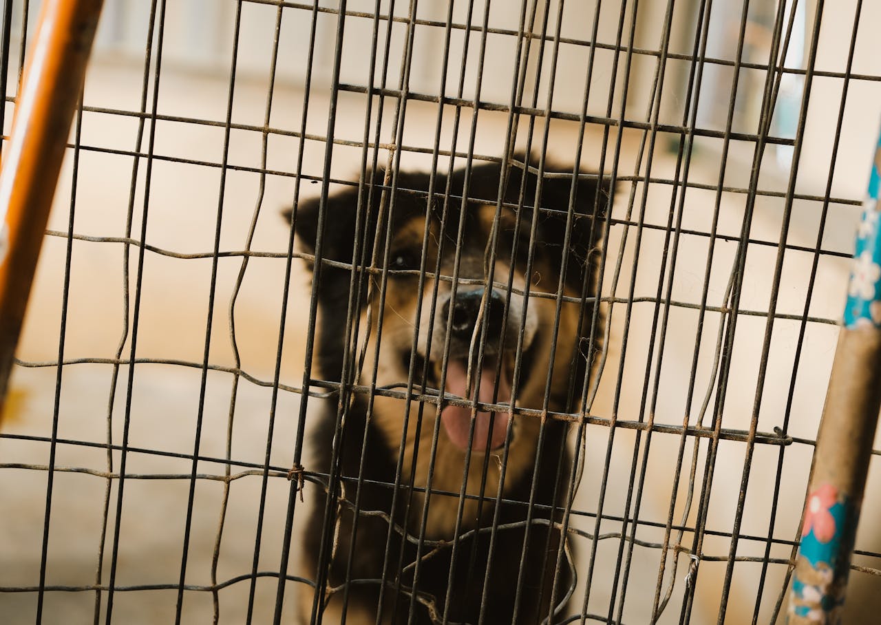 about-01 Adorable dog with tongue out behind a metal cage at an animal shelter, looking curious.