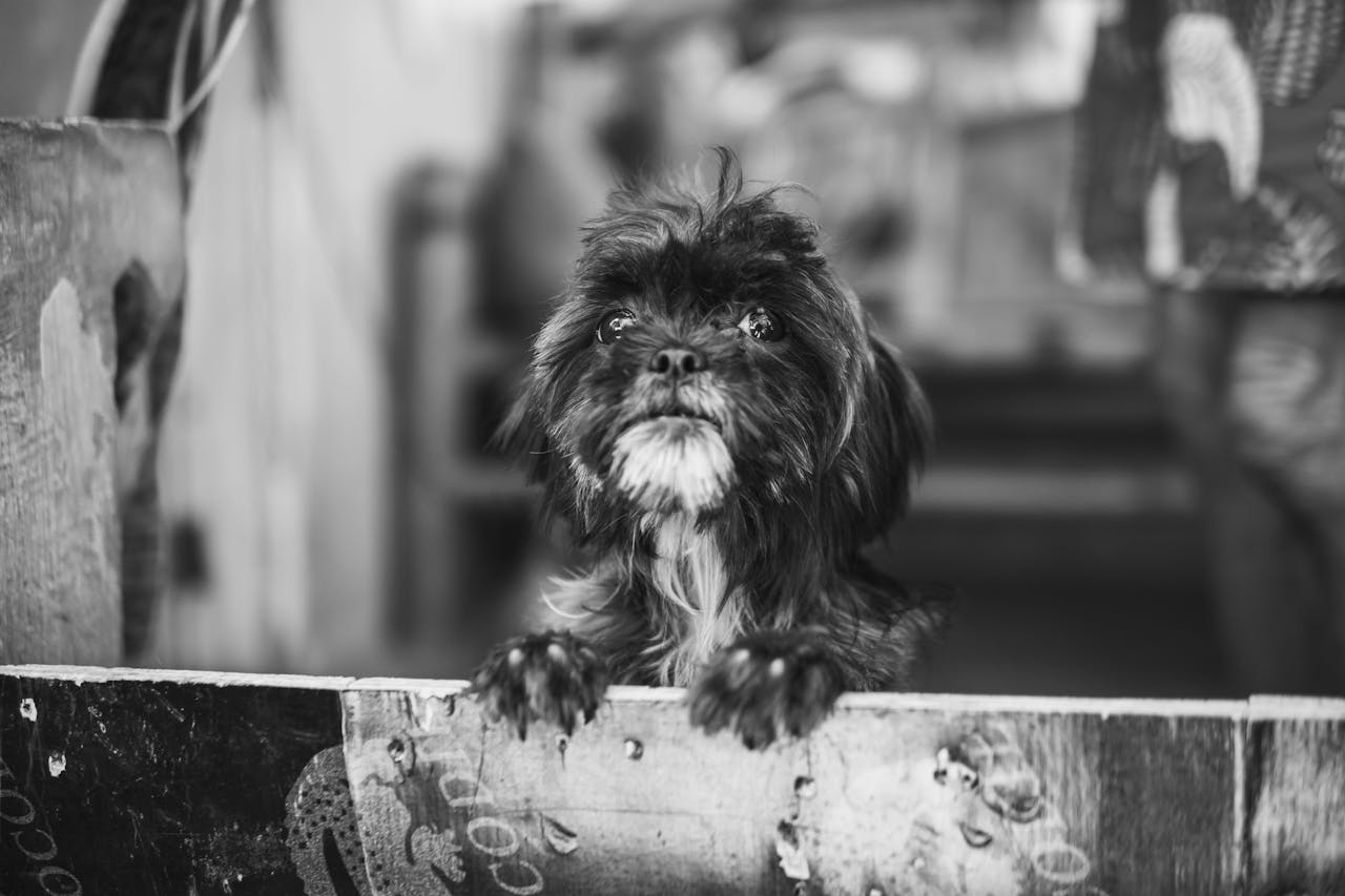 services-07 Adorable black and white terrier puppy peeking over a wooden fence with curious eyes.