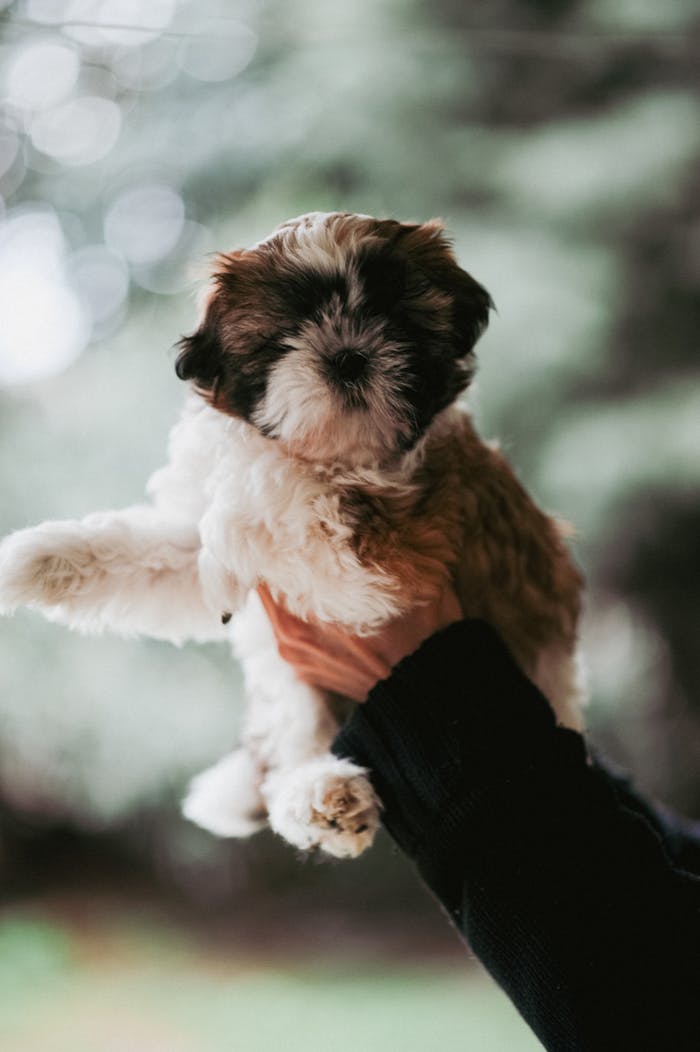 gallery-06 A cute Shih Tzu puppy being held outside, showcasing its fluffy fur and playful expression.