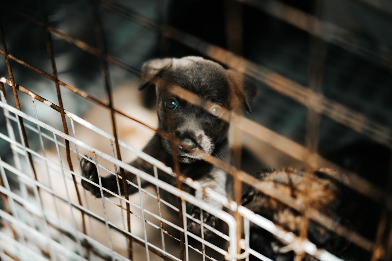 gallery-03 A young puppy stands behind metal bars, casting a poignant gaze that captures a sense of longing and vulnerability.