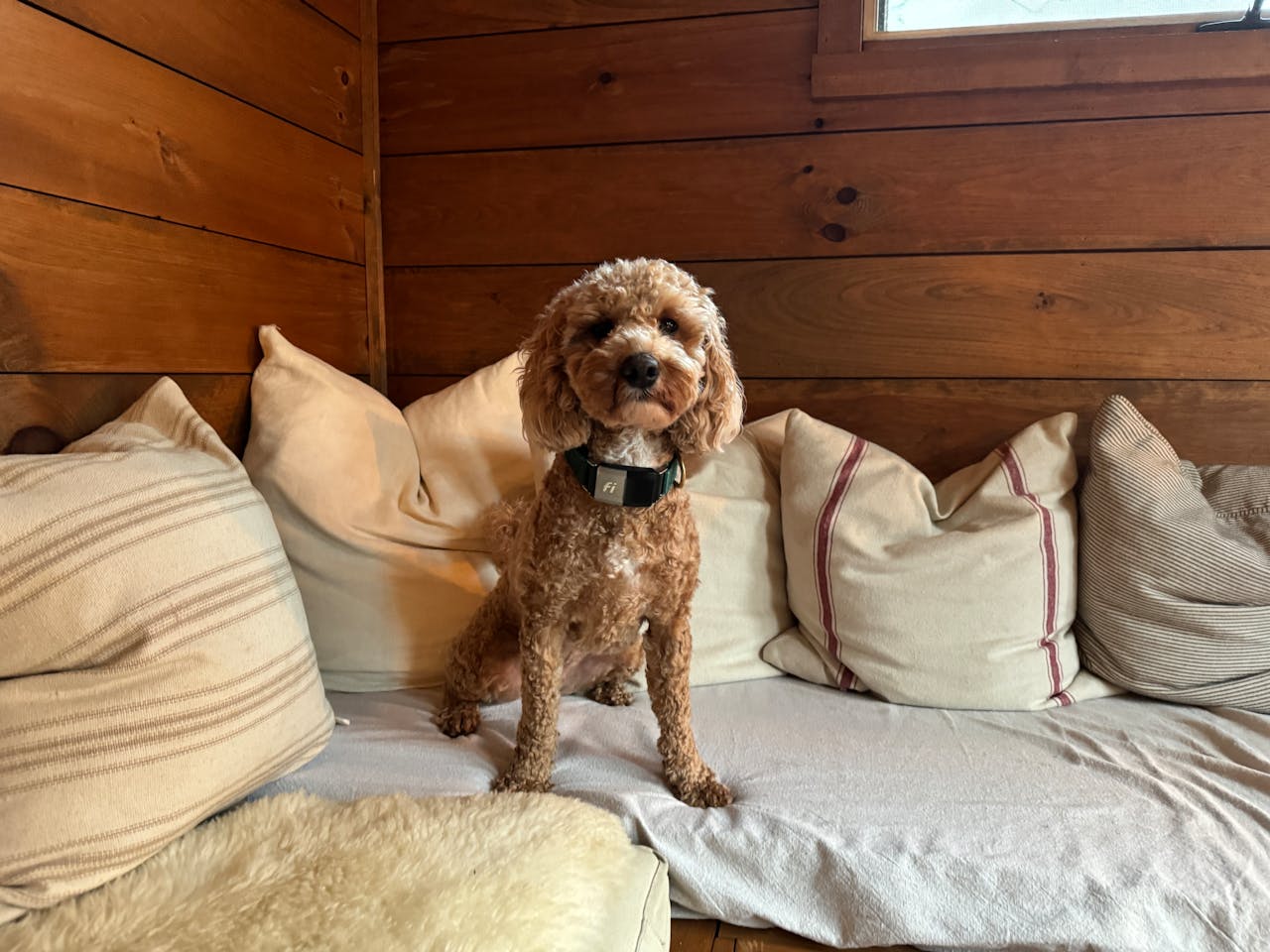 services-08 A poodle comfortably sitting on a sofa with pillows in a rustic cabin in New Paltz, NY.