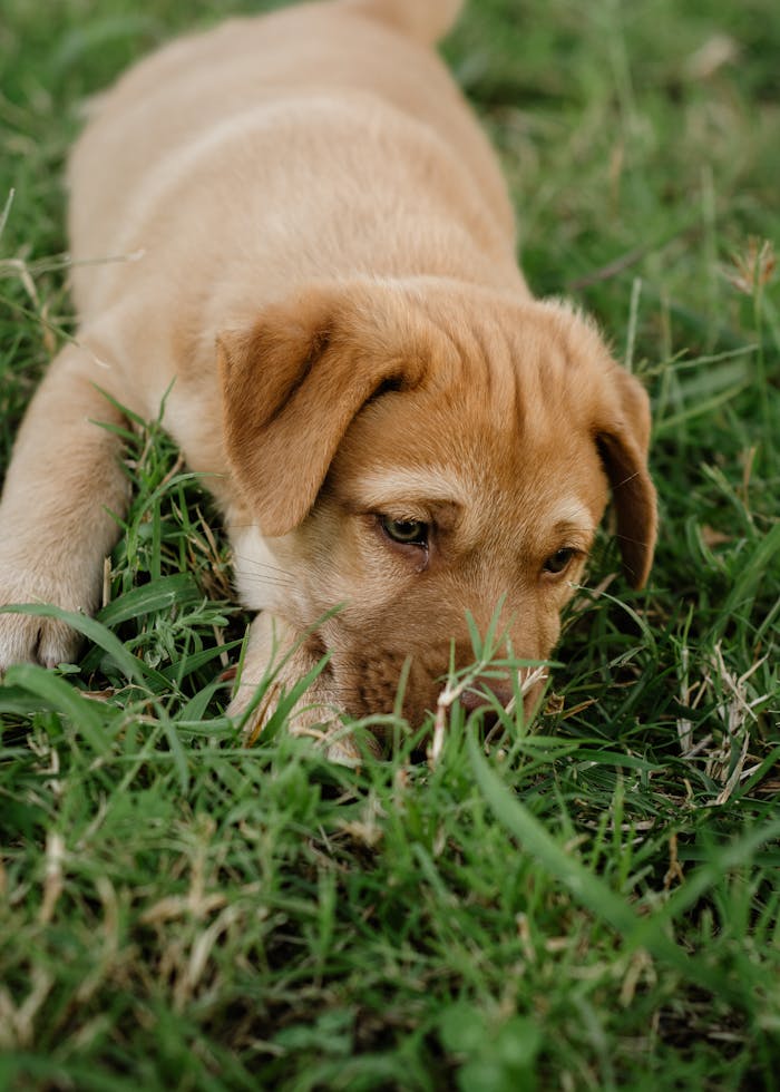 portfolio-01 A cute Labrador Retriever puppy exploring the grass in a sunny outdoor setting.
