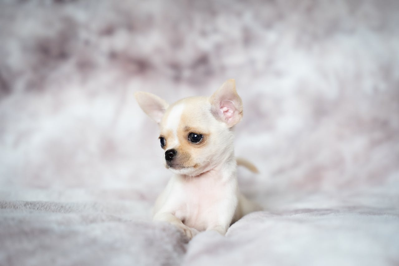 services-03 Charming portrait of a cream-colored chihuahua puppy resting on a fluffy surface.