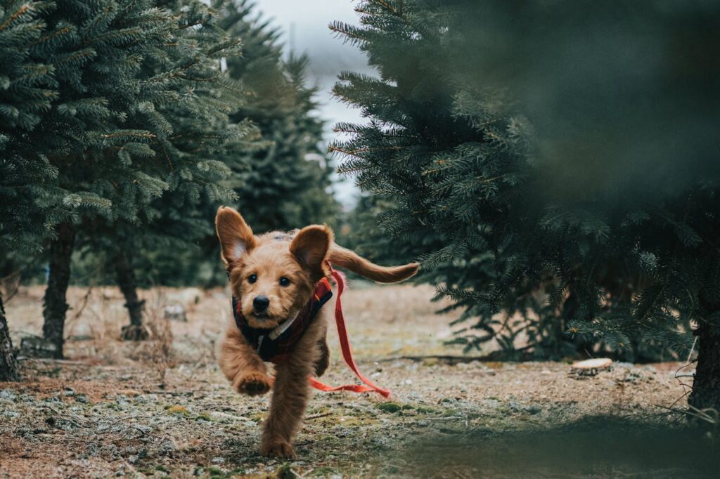 pexels photo 3397935 Cute Goldendoodle puppy joyfully running in an evergreen forest setting.