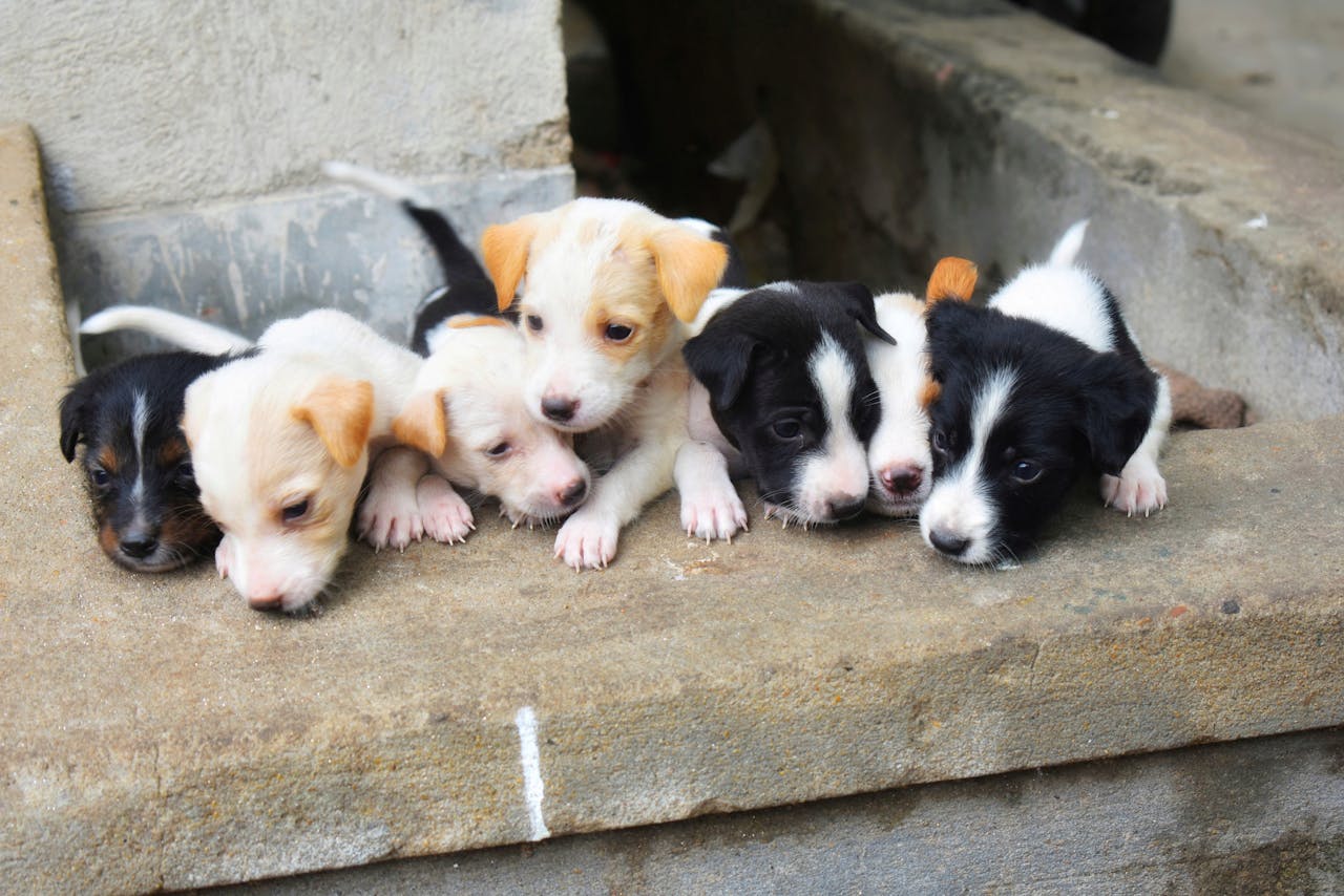 portfolio-05 A close-up shot of six adorable puppies resting together on a stone surface.
