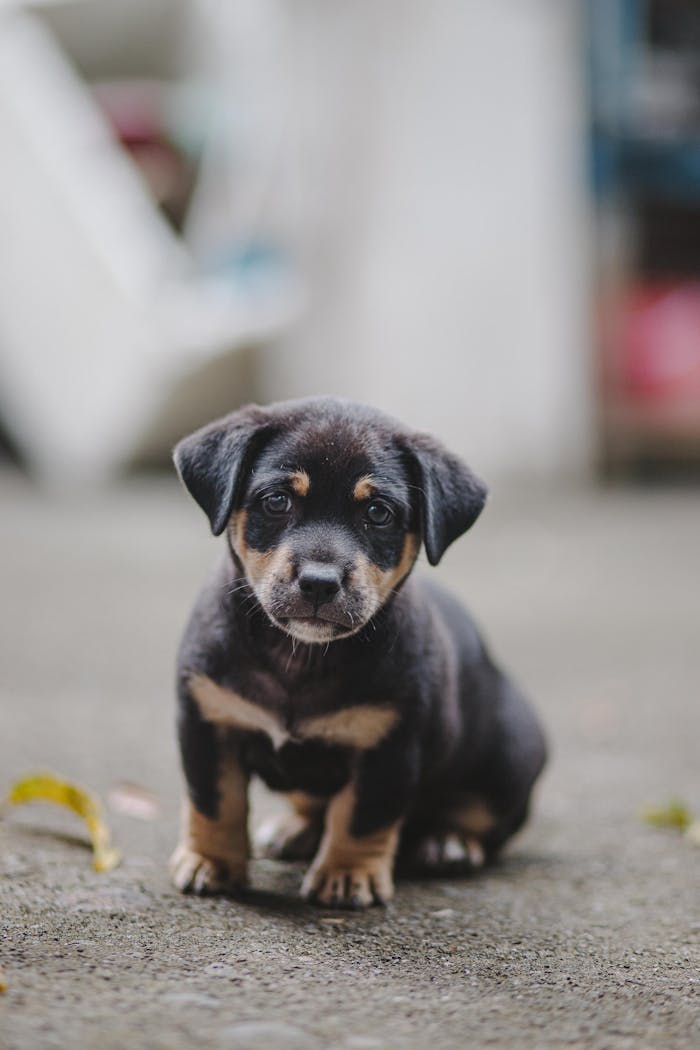 portfolio-02 Cute black and brown puppy sitting on pavement looking curious and playful.