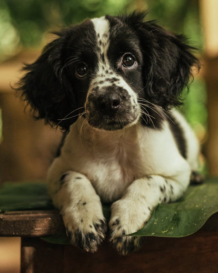 our-story-01 Close-up of a cute puppy with black and white spots lying on a leaf.