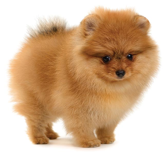 pomeria puppies available now
