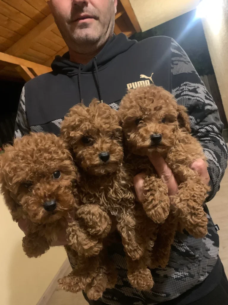 hi guys how big is the teacup poodle when adult i am trying v0 zruifoswzuya1