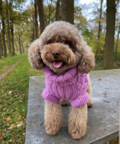 rehome your toy poodle elly