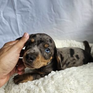 rehome your toy poodle maya