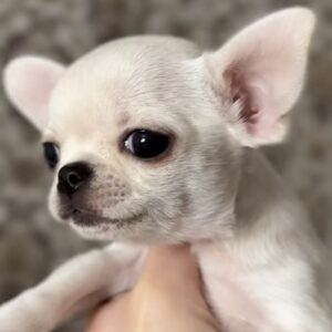 rehome your toy poodle edith