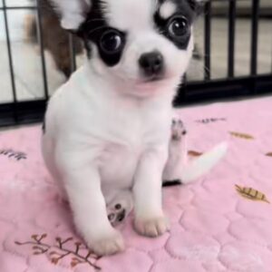 rehome your toy poodle soy