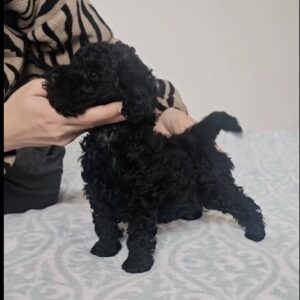 rehome your toy poodle misty