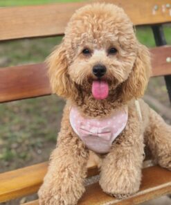 rehome your toy poodle maya