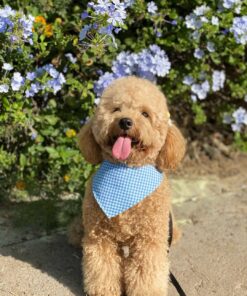 rehome your toy poodle maya rehome your toy poodle maya