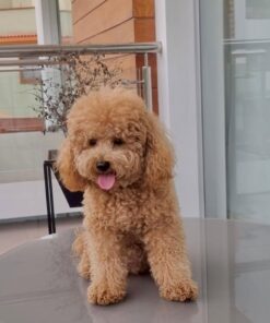 rehome your toy poodle maya rehome your toy poodle maya