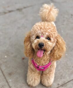 rehome your toy poodle maya rehome your toy poodle maya