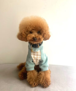 rehome your toy poodle soy rehome your toy poodle soy