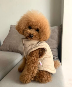 rehome your toy poodle soy rehome your toy poodle soy