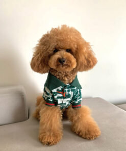 rehome your toy poodle soy rehome your toy poodle soy