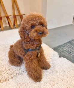 rehome your toy poodle jack
