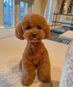 rehome your toy poodle jack rehome your toy poodle jack