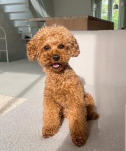 rehome your toy poodle jack rehome your toy poodle jack