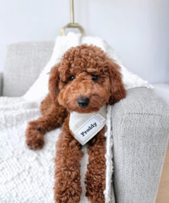 rehome your toy poodle freddy