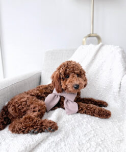 rehome your toy poodle fred rehome your toy poodle fred