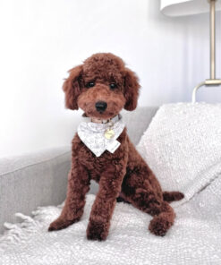 rehome your toy poodle freddy rehome your toy poodle freddy