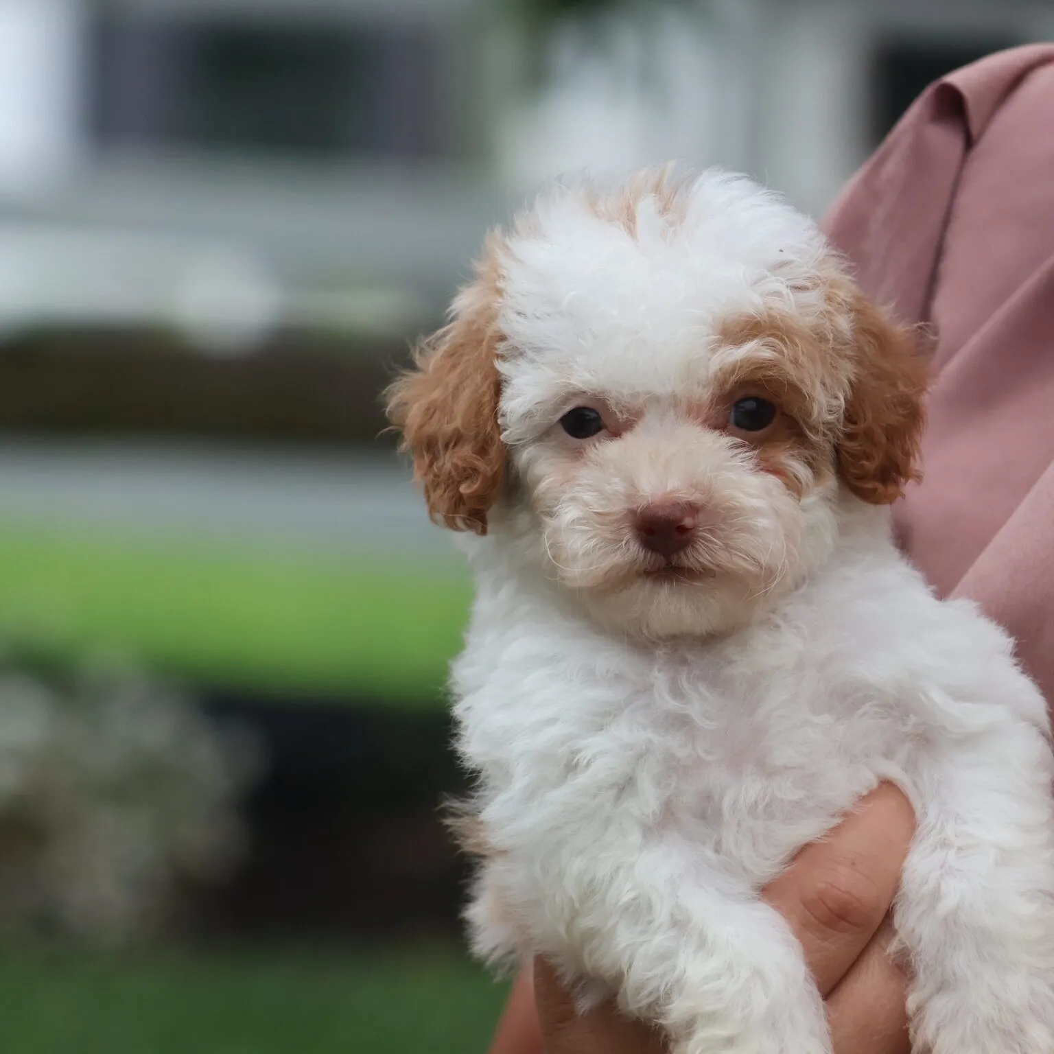 auto draft auto draft