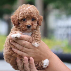 rehome your poodle misty