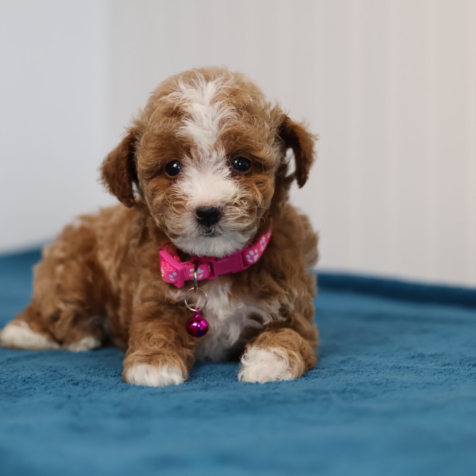 rehome your toy poodle Edith rehome your toy poodle Edith