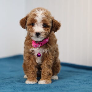 rehome your toy poodle Edith