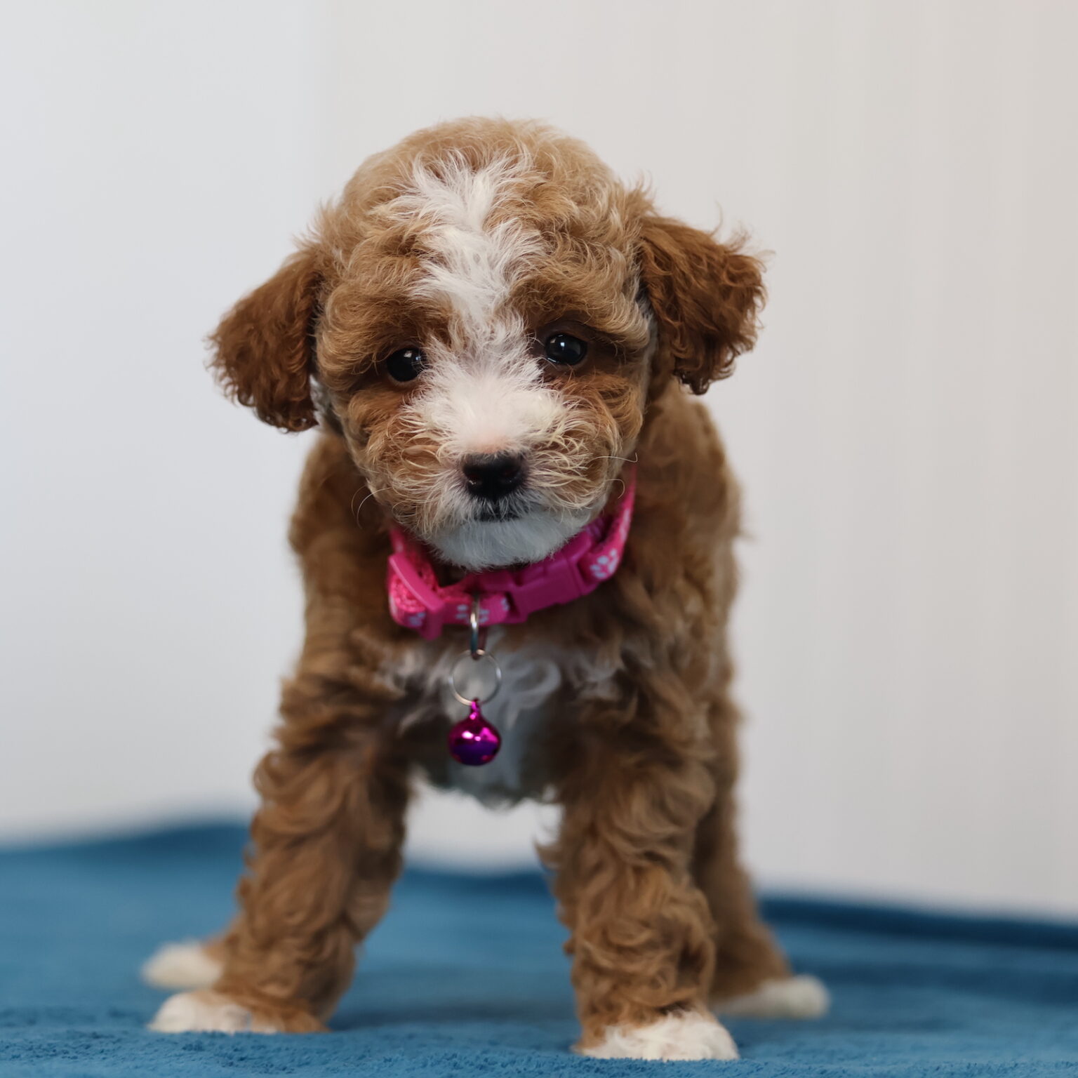 rehome your toy poodle destiny rehome your toy poodle destiny