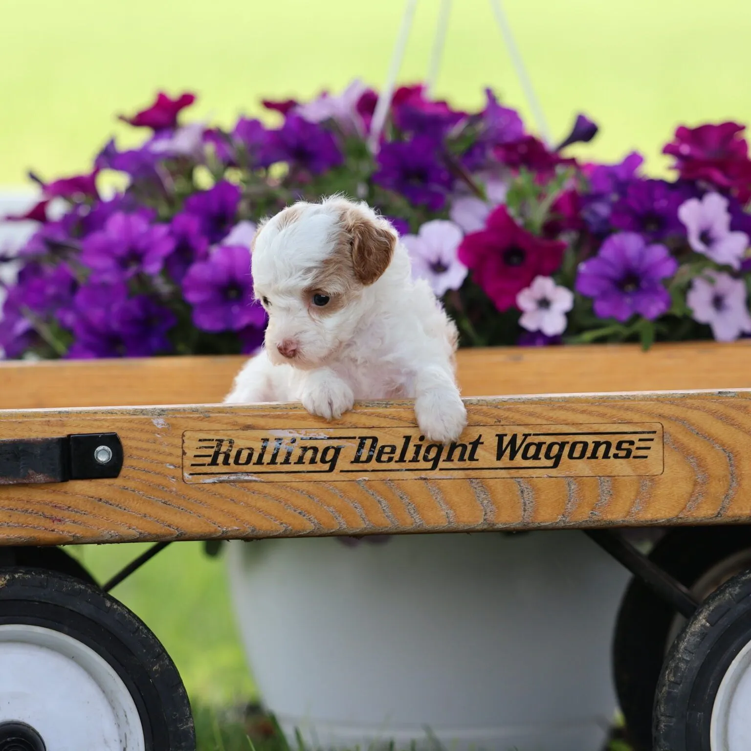 auto draft auto draft