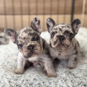 Frenchies